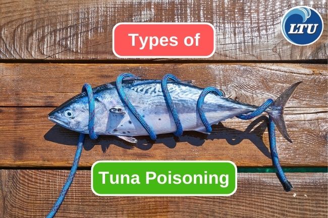 Types And Causes Of Tuna Poisoning